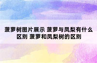 菠萝树图片展示 菠萝与凤梨有什么区别 菠萝和凤梨树的区别